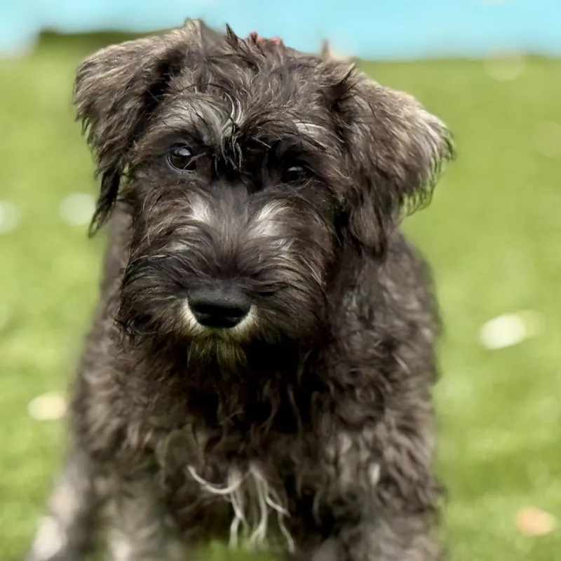 Boone  Handsome Schnauzer thumbnail 2