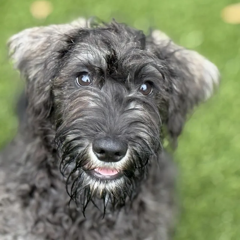 Boone  Handsome Schnauzer thumbnail 4