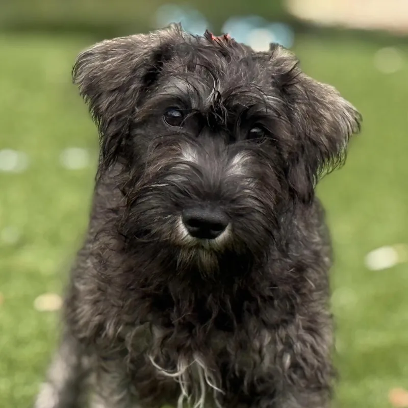 Boone  Handsome Schnauzer thumbnail 5