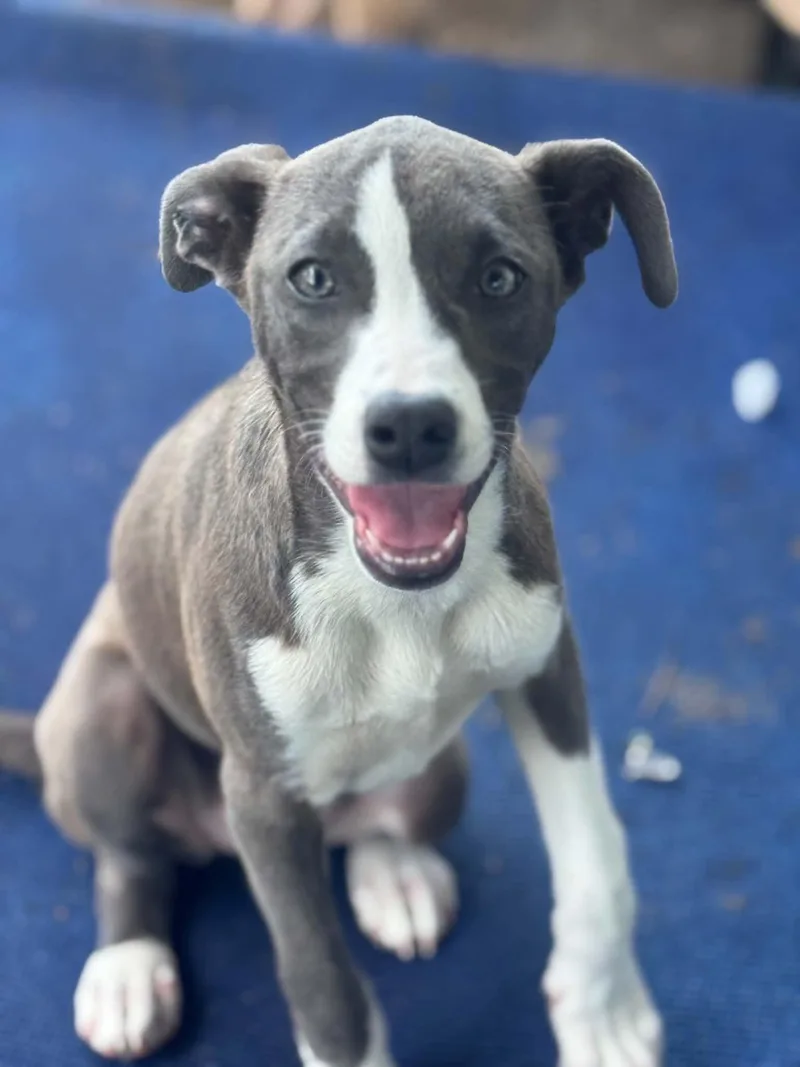 A baby medium-sized female Gray / Blue / Silver Pit Bull Terrier dog named Plum for adoption in Houston, TX