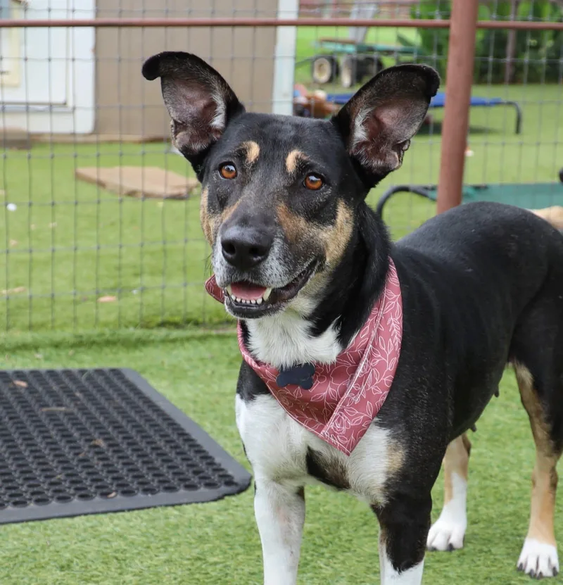 A young medium-sized female Shepherd dog named Princess for adoption in Keller, TX