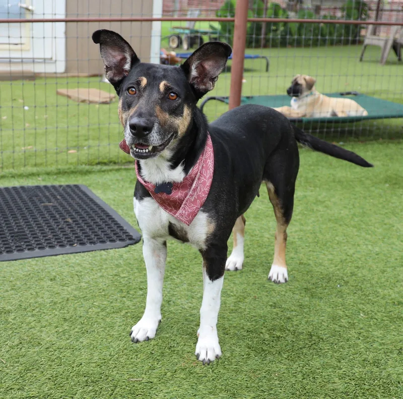 Princess thumbnail 3