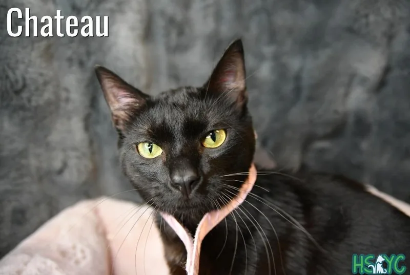 A young medium-sized male Domestic Short Hair cat named Chateau for adoption in Fort Mill, SC