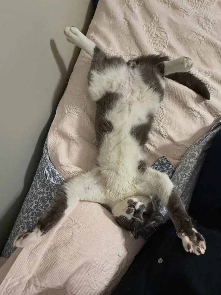 An adult medium-sized male Gray & White Domestic Short Hair cat named Fenway Frank for adoption in East hartford, CT