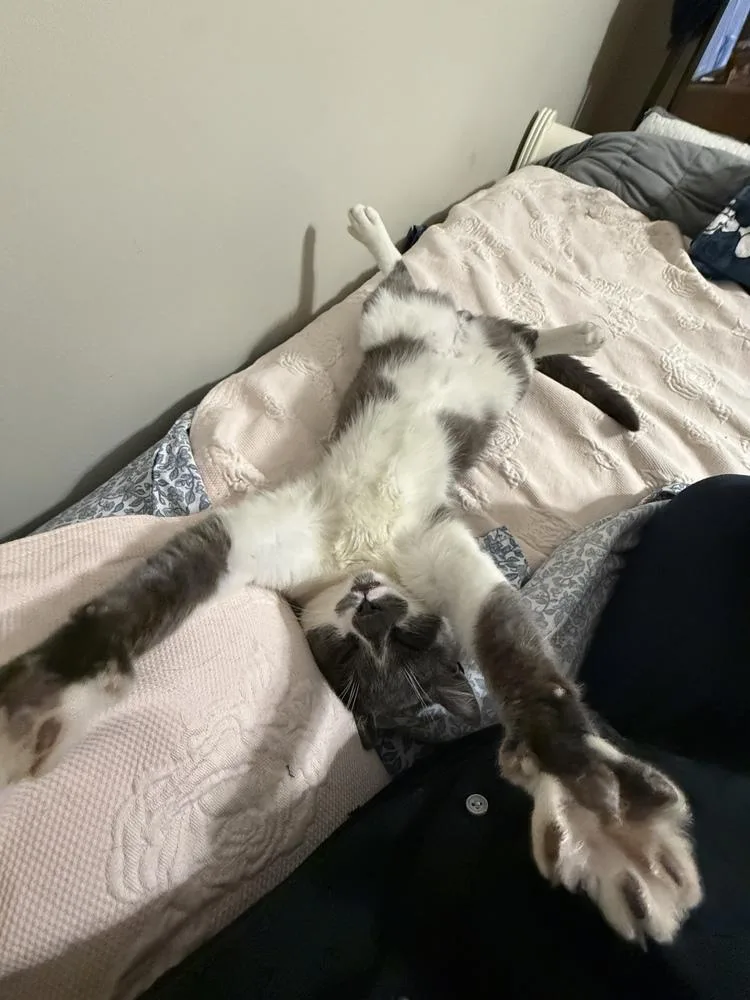 Fenway Frank thumbnail 4
