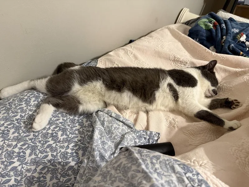 Fenway Frank thumbnail 5