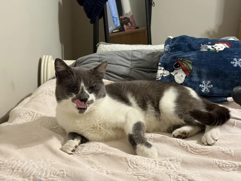 Fenway Frank thumbnail 6