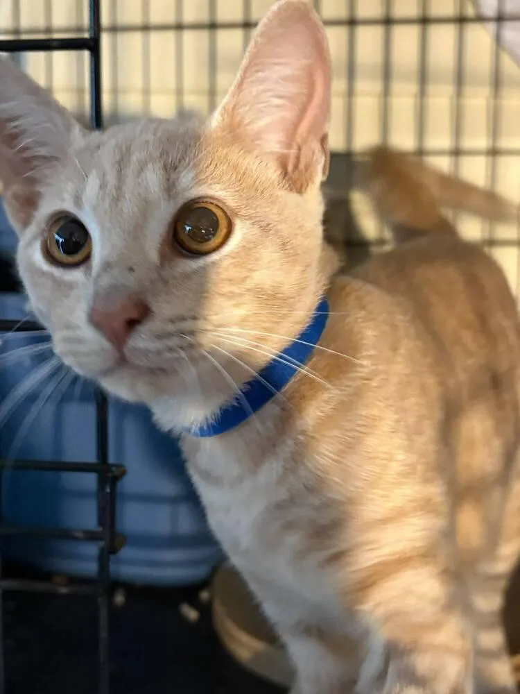 A baby small-sized male Tabby (Orange / Red) Domestic Short Hair cat named Fanta for adoption in Orlando, FL