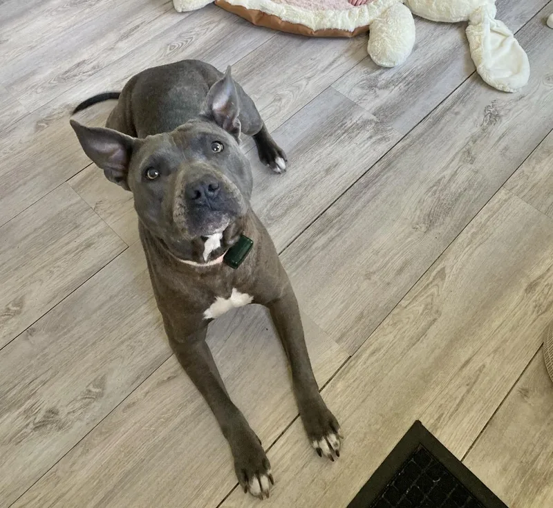 An adult medium-sized female Pit Bull Terrier dog named Honey for adoption in Manchester, CT