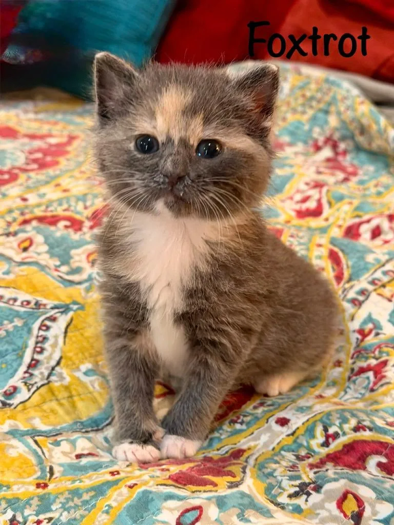 A baby medium-sized female Domestic Short Hair cat named Foxtrot for adoption in Hoover , AL