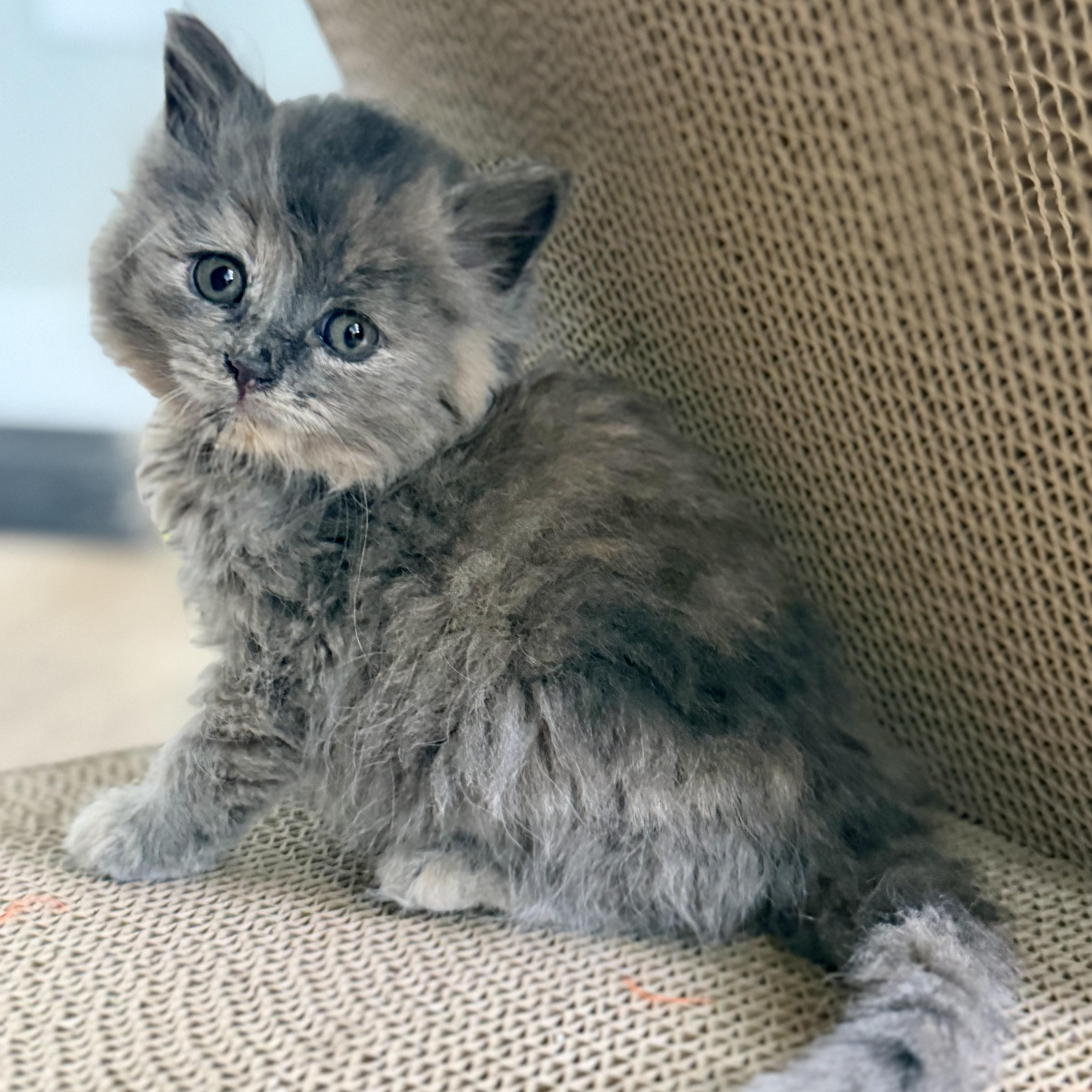 A baby medium-sized female Domestic Medium Hair cat named Saffron for adoption in Muskego, WI