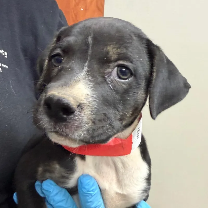 A baby small-sized female Brown / Chocolate Pit Bull Terrier dog named Zoey for adoption in Yuma, AZ