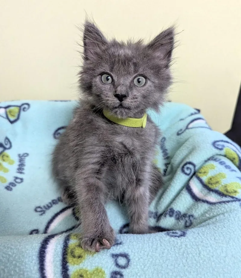 A baby small-sized male Domestic Long Hair cat named Moon Rock for adoption in Knoxville, TN