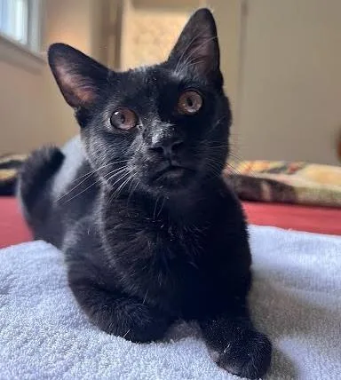 Bobo  `a Priority thumbnail 2