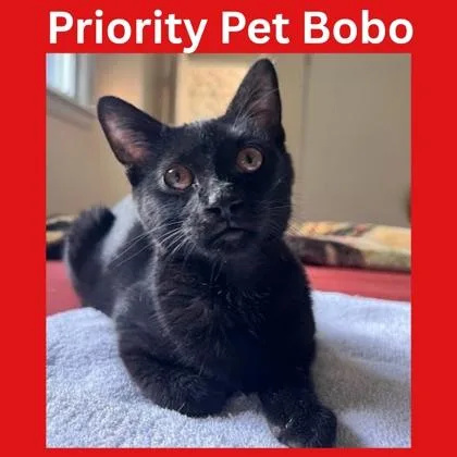 Bobo  `a Priority thumbnail 3