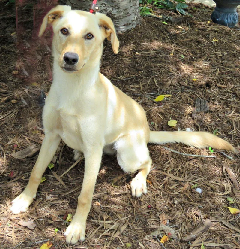 A young medium-sized female Yellow / Tan / Blond / Fawn Labrador Retriever dog named Polly for adoption in Lexington, VA