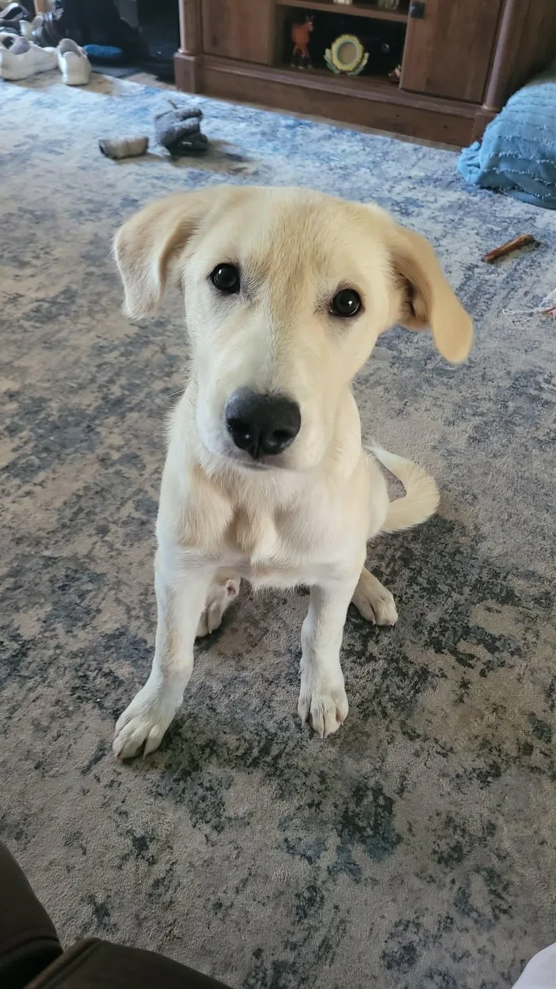 A baby large-sized female White / Cream Great Pyrenees dog named Ella Mae for adoption in Plainfield, IL