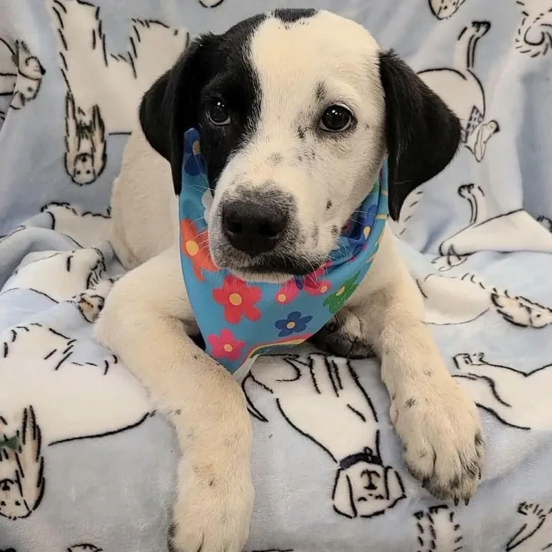 A young medium-sized male Pointer dog named Aegon aka Elvis for adoption in Woolwich, ME