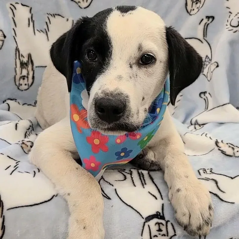Aegon aka Elvis thumbnail 2