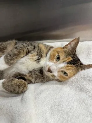 A young medium-sized female Orange / Red Domestic Short Hair cat named Sorrel for adoption in Tinley Park, IL