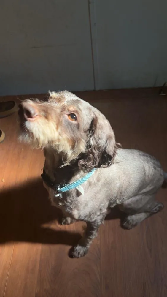 An adult small-sized male Brown / Chocolate Aussiedoodle dog named Boomer Doodle for adoption in Gillsville, GA