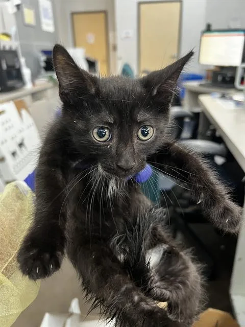 A baby medium-sized male Domestic Medium Hair cat named Nectar for adoption in Dallas, TX