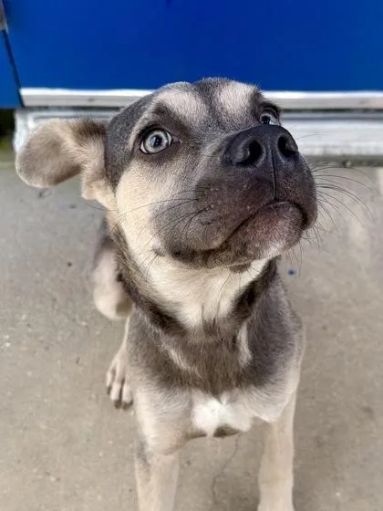 A baby small-sized male Pit Bull Terrier dog named Vince LaSale for adoption in New Orleans, LA