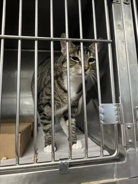 An adult small-sized female Gray / Blue / Silver Domestic Short Hair cat named Fennel for adoption in Woodland, CA