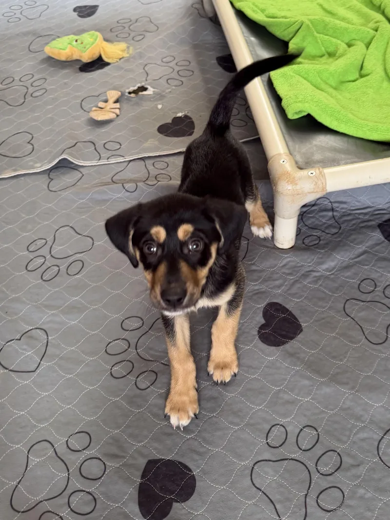 A baby medium-sized male Beagle dog named Hudson for adoption in Kings Mountain, NC