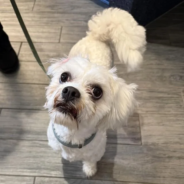 An adult small-sized male Shih Tzu dog named Dillard for adoption in St. Louis, MO