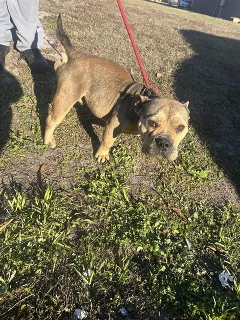 An adult small-sized male Mixed Breed dog named Stetson for adoption in Palmetto, FL