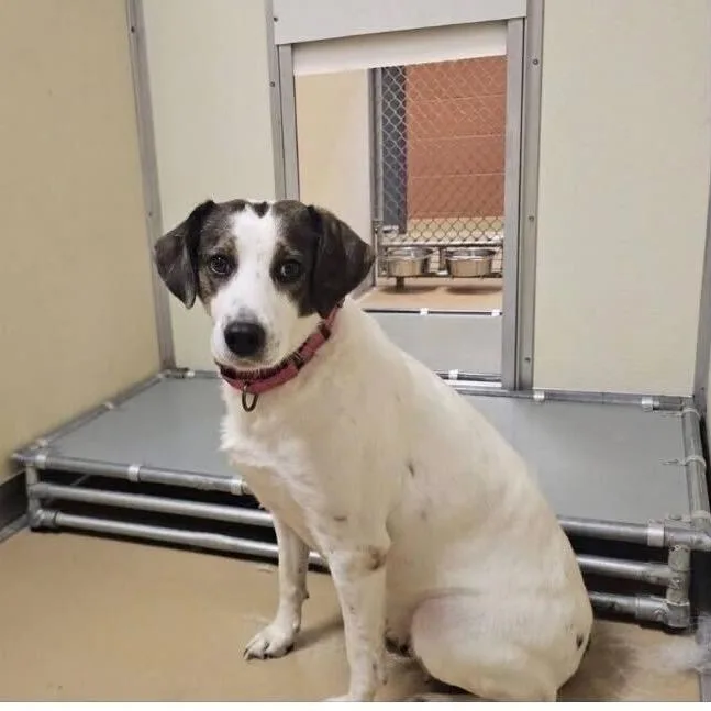 An adult medium-sized female White / Cream Hound dog named Lyla for adoption in Falls Church, VA