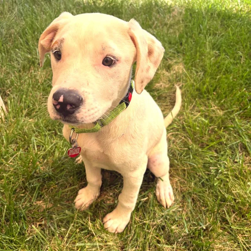 A baby small-sized male White / Cream Mixed Breed dog named Kylo for adoption in Wheeling, IL