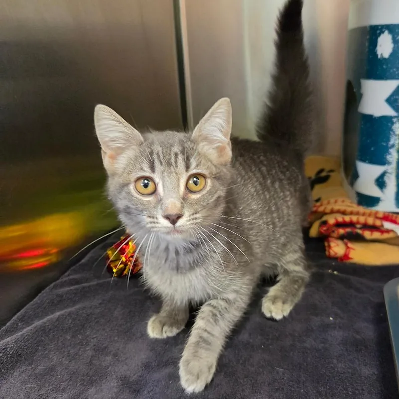A baby small-sized female Gray / Blue / Silver Domestic Short Hair cat named Horse Girl for adoption in Rocky Mount, VA