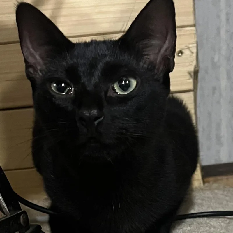 An adult medium-sized female Black Domestic Short Hair cat named Sif for adoption in Houston, TX