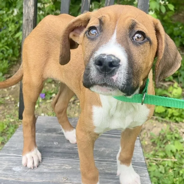 A baby medium-sized male Yellow / Tan / Blond / Fawn Mixed Breed dog named Ashby for adoption in Cincinnati, OH