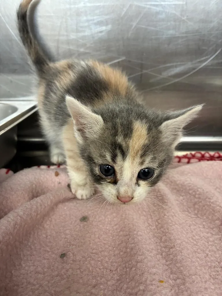 A baby small-sized female Domestic Short Hair cat named Angel for adoption in Hartsville, SC