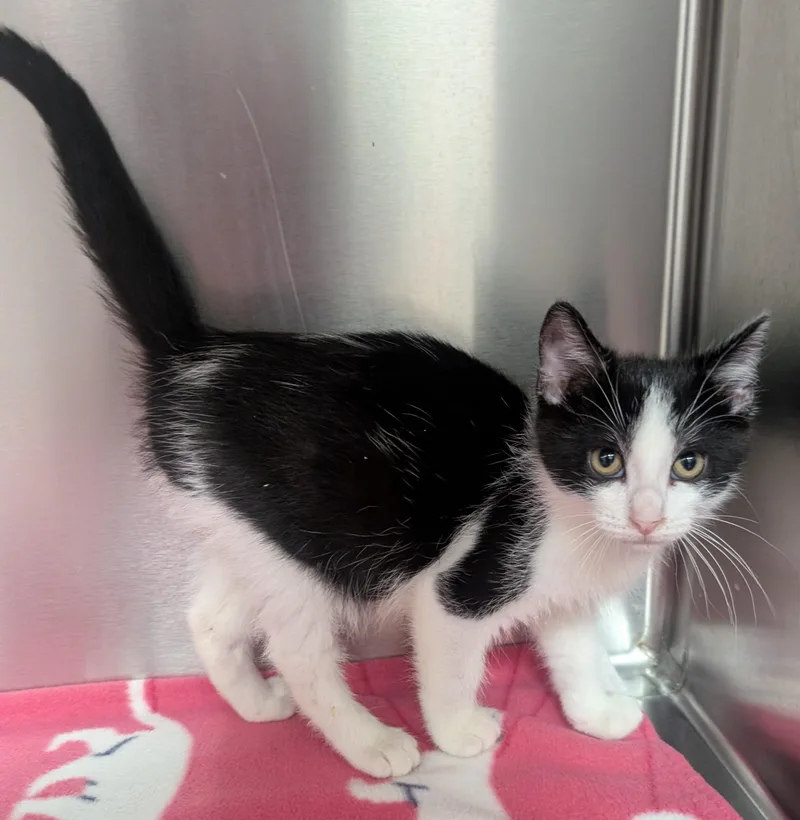 A young small-sized male Black & White / Tuxedo Domestic Short Hair cat named Ziggy for adoption in New Ulm, MN