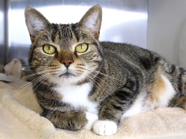 An adult medium-sized female Domestic Short Hair cat named Mittens for adoption in Tallahassee, FL