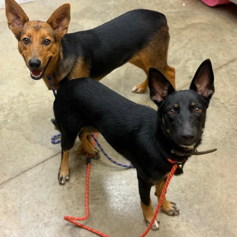 A young medium-sized female Black Shepherd dog named Sherbet for adoption in Brownsboro, AL
