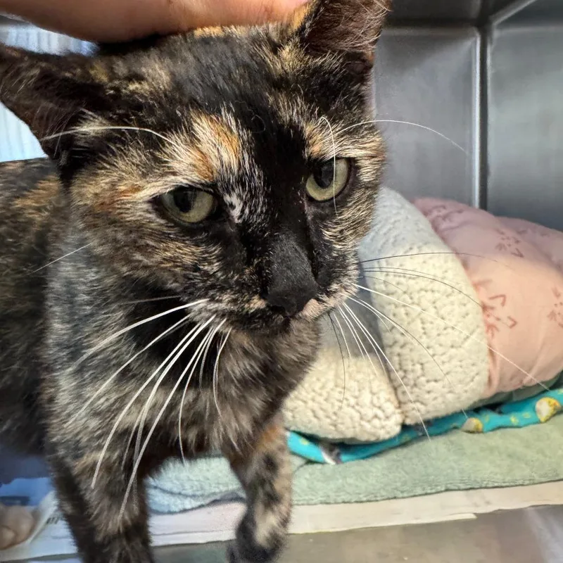 An adult medium-sized female Tortoiseshell Domestic Short Hair cat named Brooke for adoption in Santa Barbara, CA