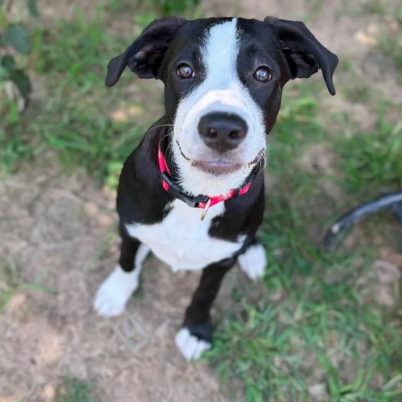 A baby medium-sized male Black Great Dane dog named Elmo for adoption in Metamora, MI