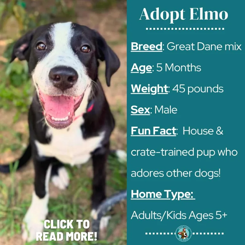 Elmo thumbnail 5