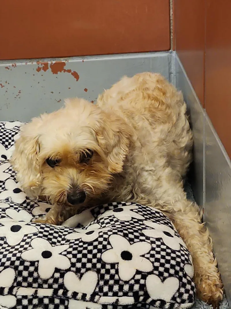 A senior small-sized male Poodle dog named Guero for adoption in Houston, TX