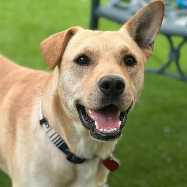A young large-sized male Labrador Retriever dog named Sloane for adoption in San Diego, CA