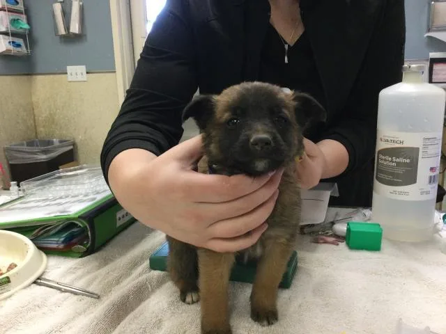 A baby small-sized male Belgian Shepherd / Malinois dog named Mister for adoption in Riverside, CA