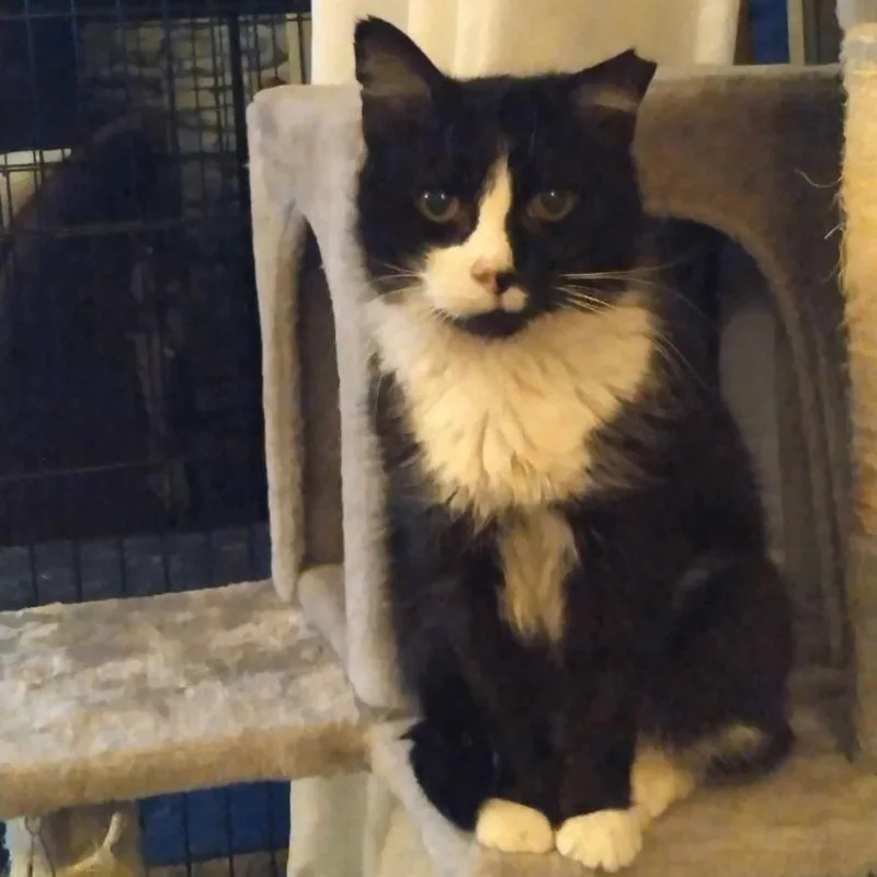 An adult small-sized female Black & White / Tuxedo Tuxedo cat named Matilda for adoption in Yukon, OK
