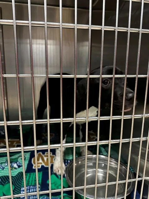 A baby small-sized female Labrador Retriever dog named Rachel for adoption in Olivette, MO