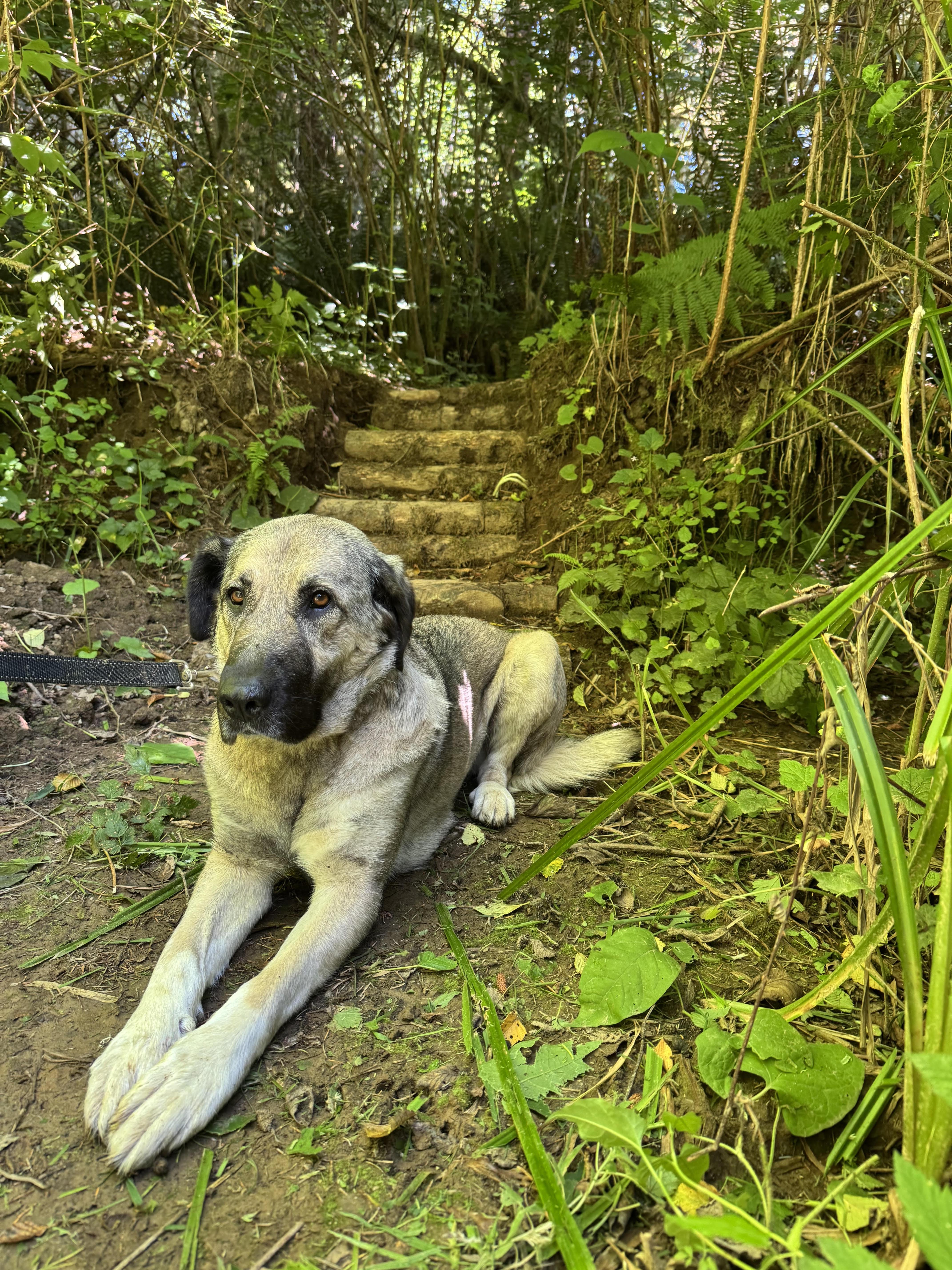An adult large-sized female Apricot / Beige Anatolian Shepherd dog named Casey for adoption in Cathlamet, WA