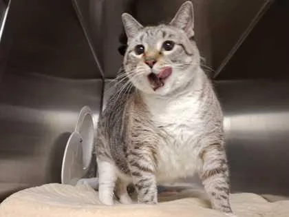 An adult large-sized female Domestic Short Hair cat named Hazel for adoption in Ringoes, NJ